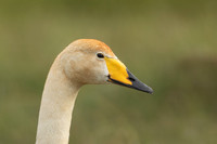Whooper Swan, Floi, Iceland, June 2022