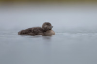 Red-throated Diver, Floi, Iceland, June 2022