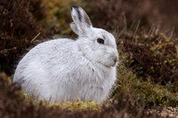 Mountain Hare, Findhorn Valley, February 2024