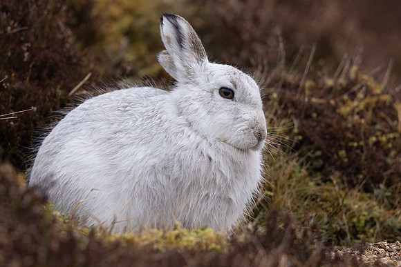 Mountain Hare, Findhorn Valley, February 2024