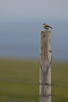 Northern Wheatear