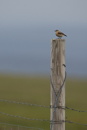 Northen Wheatear, Floi, Iceland, June 2022.