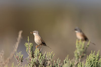 Spectacled Warbler, Larnaka, April 2025