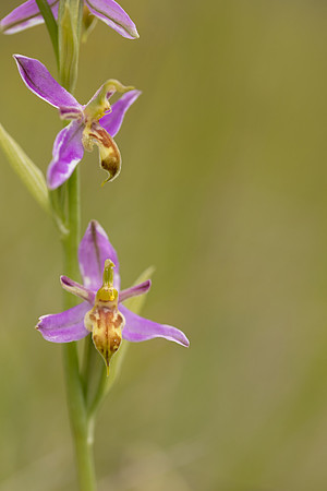 Wasp Orchid, Cleeve Common, June 2024