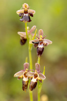 Woodcock x Fly Orchid, Dorset, May 2024.
