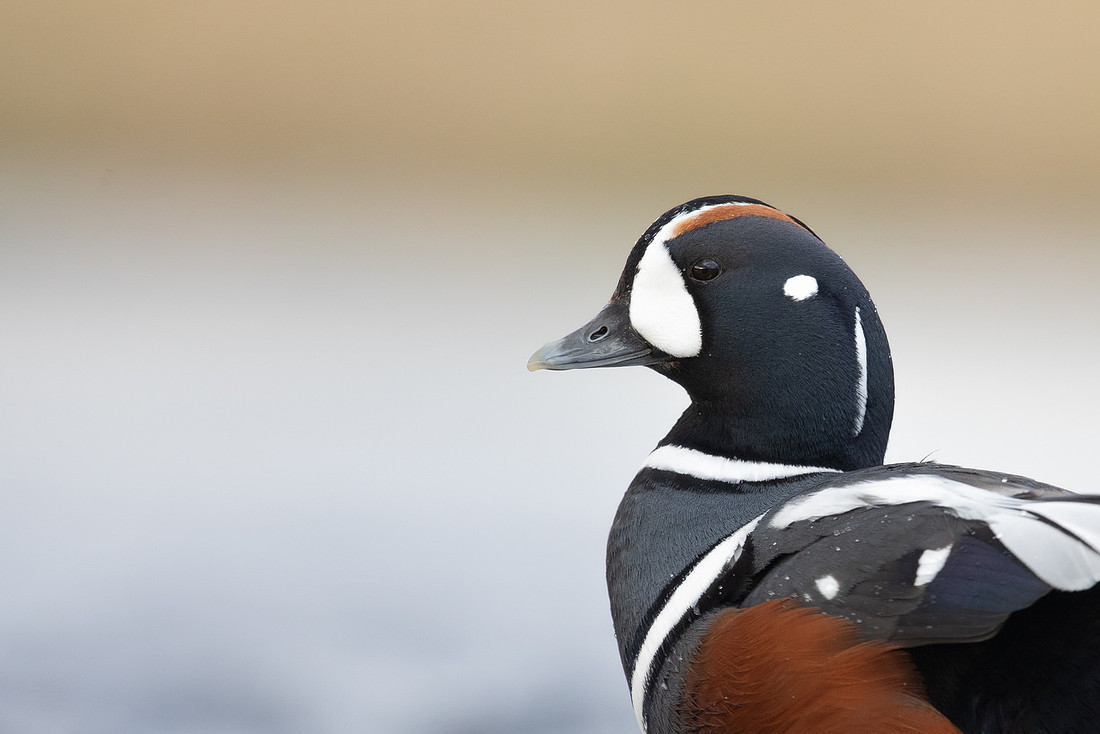 Harlequin Duck, River Laxa, Iceland, May 2022