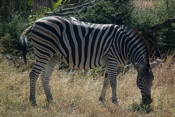 Zebra, Kruger National Park, July 2010