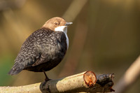 Dipper, Little Avon, February 2024