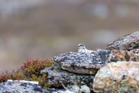 Ptarmigan, Mount Alias, Finland, June 2025