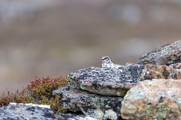 Ptarmigan, Mount Alias, Finland, June 2025