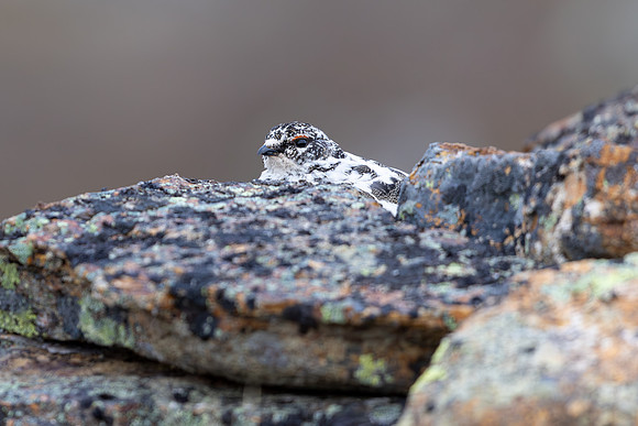Ptarmigan, Mount Alias, Finland, June 2025Ptarmigan, Mount Alias, Finland, June 2025