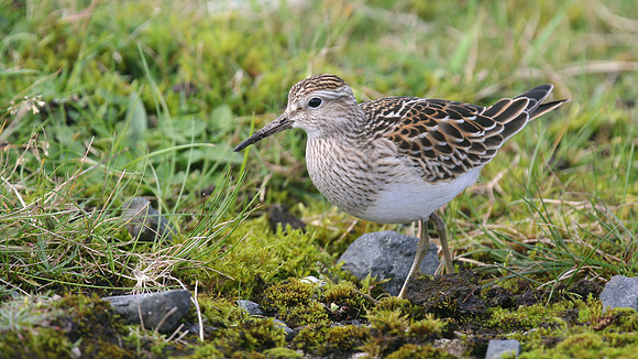 Pectoral Sandpiper, Davidstow, September 2016