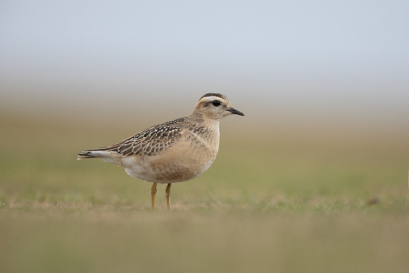 Dotterel, Cleeve Common, September 2022