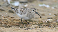Bairds Sandpiper, Kenfig NNR, October 2016