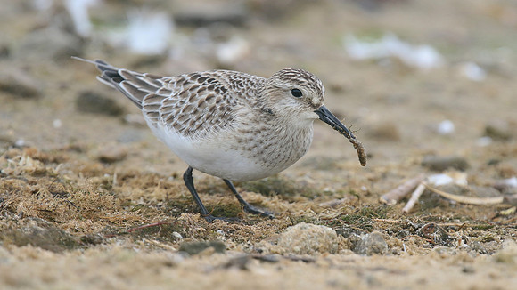 Bairds Sandpiper, Kenfig NNR, October 2016