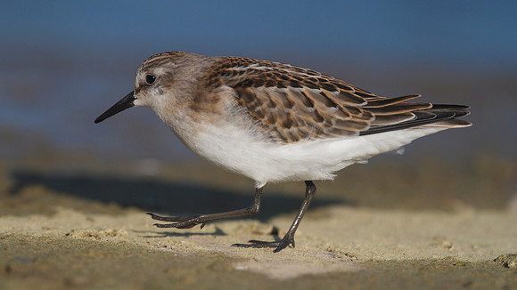 Little Stint, Cheddar Reservoir, September 2014
