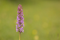 Chalk Fragrant-orchid, Rudge Hill, June 2024