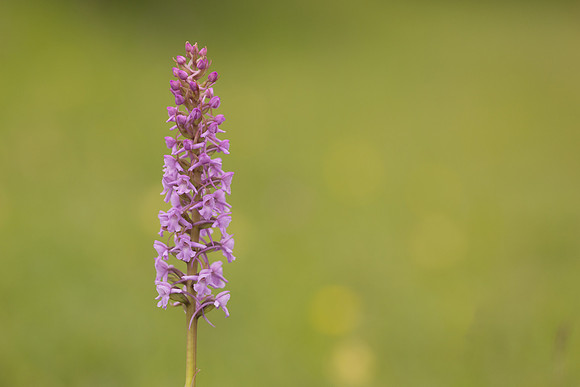 Chalk Fragrant-orchid, Rudge Hill, June 2024