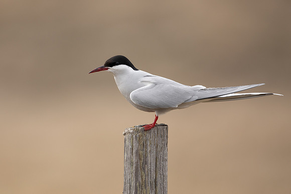 Arctic Tern, Raufarhofn, Iceland, June 2022