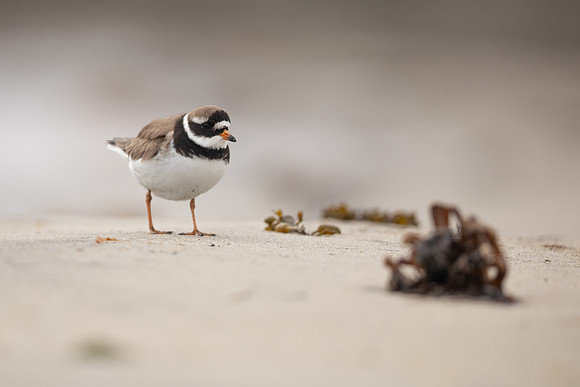 Ringed Plover, Raufarhofn, Iceland, June 2022
