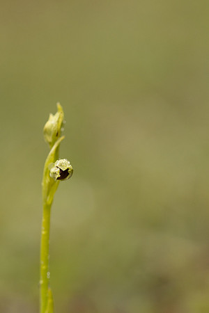 Fly Orchid, Dorset, April 2024