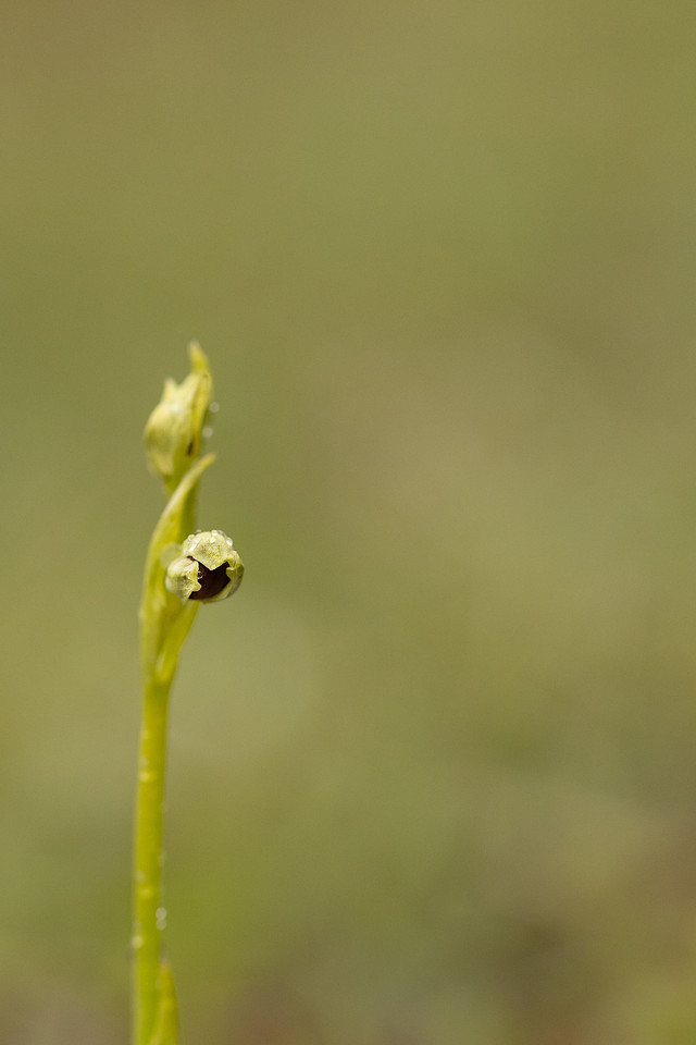 Fly Orchid, Dorset, April 2024