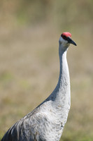 Sandhill Crane , Florida, February 2020