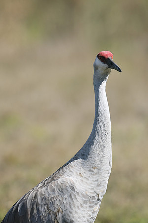 Sandhill Crane , Florida, February 2020
