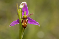 Wasp Orchid, Cleeve Common, June 2024