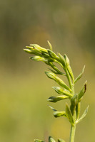 Green-flowered Helleborine, Cotswolds, July 2024