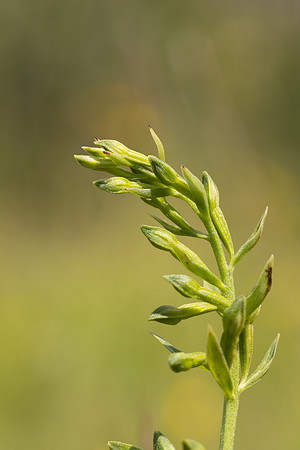 Green-flowered Helleborine, Cotswolds, July 2024