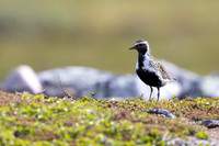 Northern Golden Plover