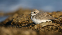 Greater Sand Plover, Paphos Headland, October 2016