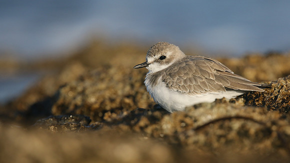 Greater Sand Plover, Paphos Headland, October 2016
