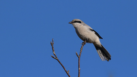 Great Grey Shrike, Crabtree Hill, March 2015