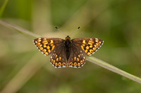 Duke of Burgundy, Rodbrough Common, May 2022
