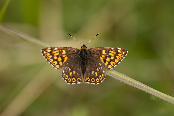 Duke of Burgundy, Rodbrough Common, May 2022