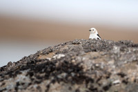 Snow Bunting, Raufarhofn, Iceland, June 2022