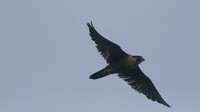 Peregrine Falcon, Pembrokeshire August 2014