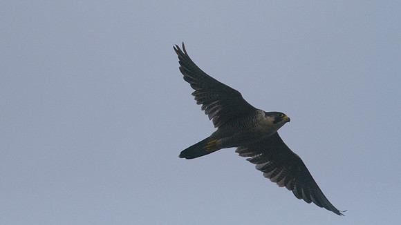 Peregrine Falcon, Pembrokeshire August 2014