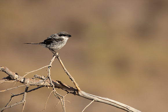 Southern Grey Shrike, Lanzarote, July 2022