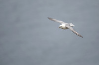 Fulmar, Iceland, June 2022