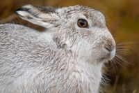 Mountain Hare, Findhorn Valley, January 2022