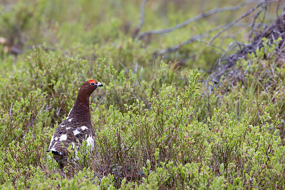Willow Ptarmigan, Kussamo, Finland, June 2025