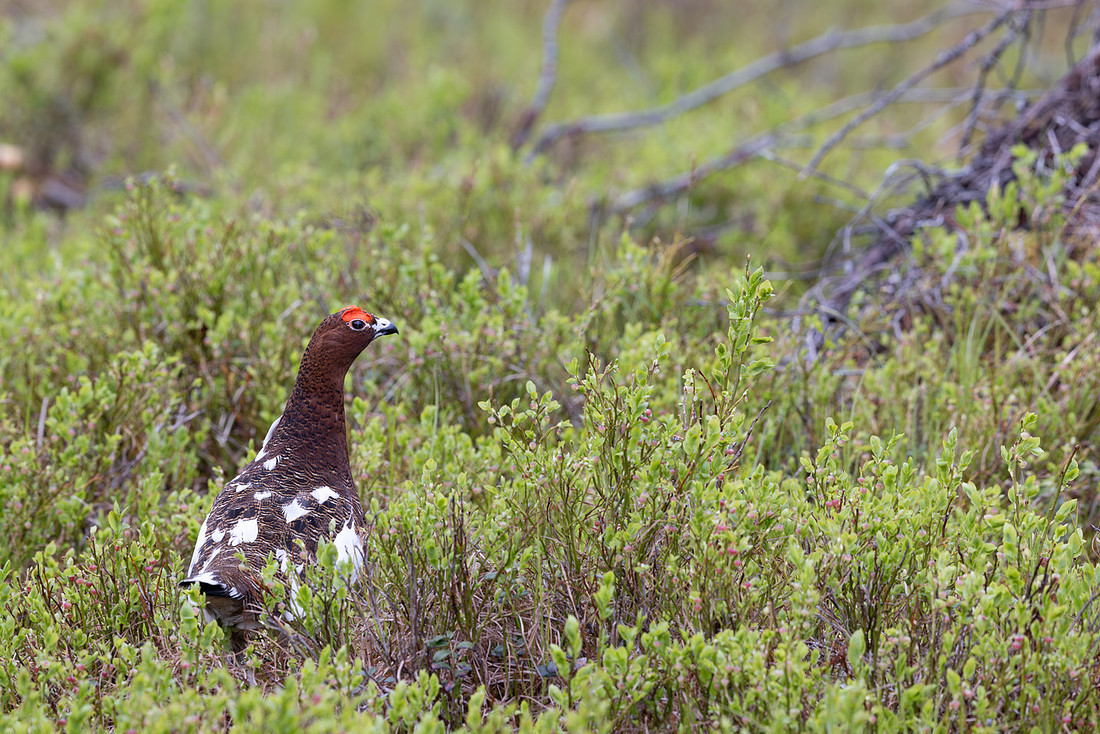 Willow Ptarmigan, Kussamo, Finland, June 2025