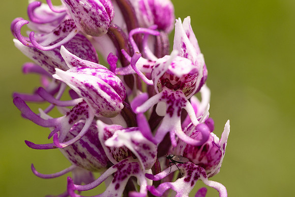 Monkey Orchid, Kent, May 2024