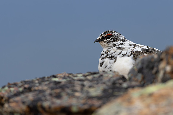 Ptarmigan, Mount Alias, Finland, June 2025