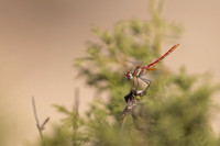 Red-veined Darter, (male) Cape Greco, Cyprus, July 2024
