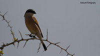 Red-backed Shrike, Cape Greco 2014