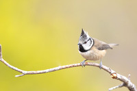 Crested Tit, Loch Morclich, February 2024